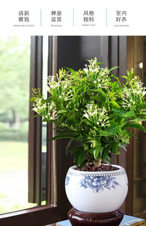 夜來香花樹苗九里香花卉盆栽植物室內驅蚊花濃香四季開花好養易活