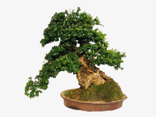 關鍵詞 : 產品實物,盆栽設計素材,宣傳單素材