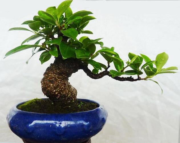 [分享]你知道榕樹盆景對辦公人員運勢有何影響嗎?