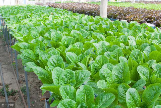 (3)保證大棚內擁有良好的通風通風對大棚培育蔬菜至關重要,較好的通風