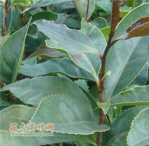 廣東省廣州市林木種苗培育基地