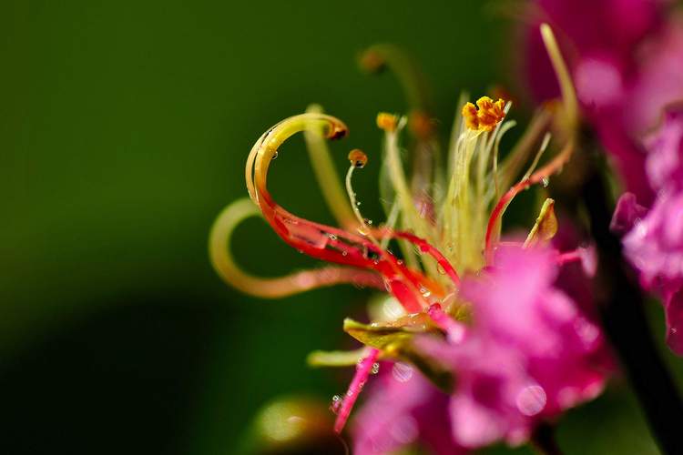 紫薇花圖片花朵花的特寫鮮花花卉唯美植物花花草草盆栽花瓣紫薇花