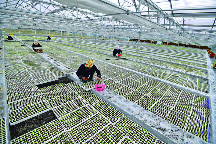 榕江縣車江壩區蔬菜育苗基地,工人正培育蔬菜秧苗