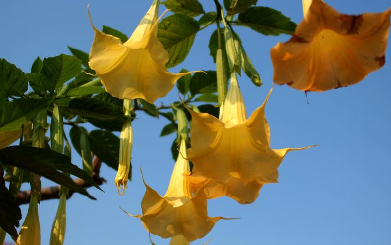 秀美的曼陀羅花圖片花的特寫花卉彼岸花曼陀羅