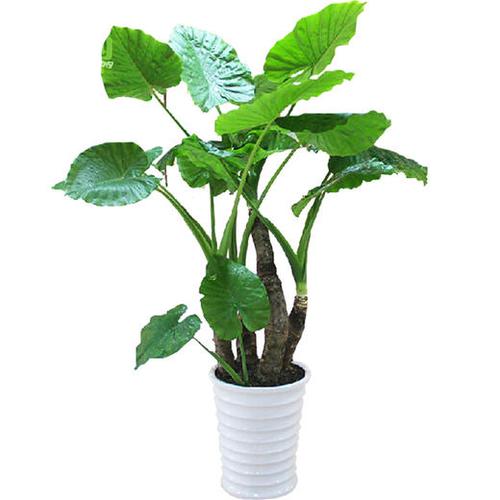 滴水觀音-綠植 盆栽 植物 大型植物 花卉 禮品 辦公室植物