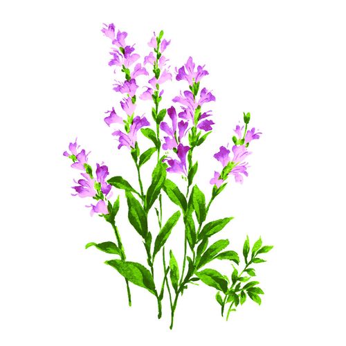 位圖 植物 寫意花卉 花朵 免費素材