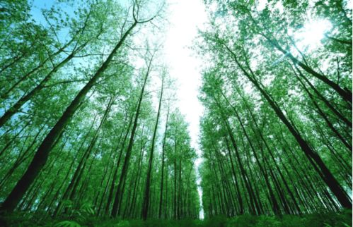 種 綠芙蓉國(guó), 苗 繪瀟湘錦 湖南國(guó)家林木種質(zhì)資源庫(kù) 六