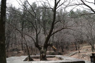 林木茂盛風(fēng)光好 山西霍州七里峪