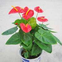 -新邵縣四季青草業園林藝術苗圃場