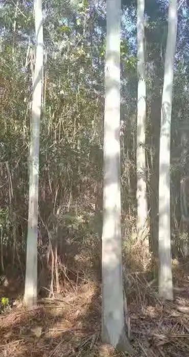 福建省泉州市泉港區(qū)國(guó)有筆架山林場(chǎng)林木采伐權(quán)拍賣公告