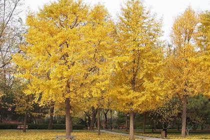 梁山林木產品信息_找信息上梁山百業網林木頻道