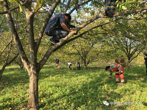 小核桃如何賣(mài)高價(jià)