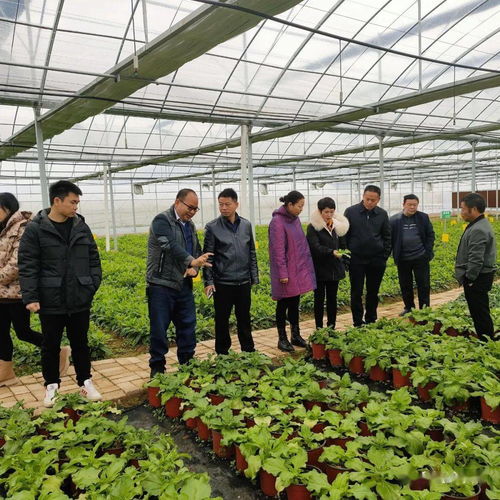 黃平舊州 做好 菜 文章 打造綠色蔬菜產業園