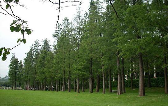 林業(yè)局:高度重視林木產(chǎn)品的質(zhì)量提升和品牌建設(shè)工作