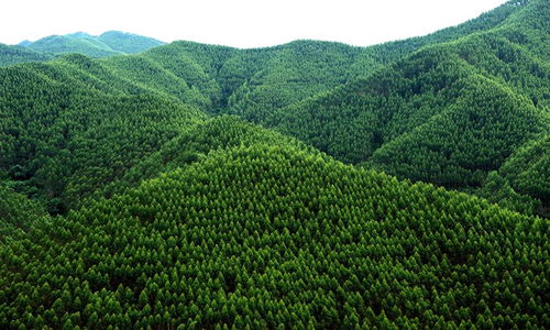 寧明縣 六個(gè)著眼 做大做強(qiáng)林木產(chǎn)業(yè)