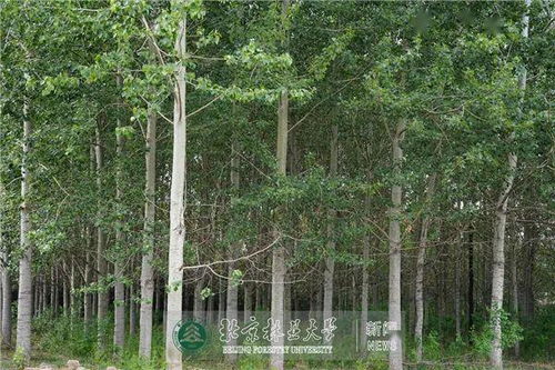 科研動(dòng)態(tài) 北林大近期科研進(jìn)展掃描