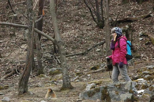 講述 全家福 故事 44 樹(shù)林讓我想起家的溫暖