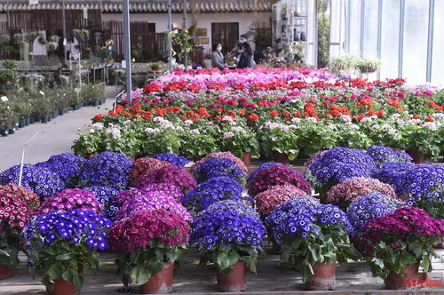 項目簽約資金6000余萬元 成都花卉全產(chǎn)業(yè)鏈信息服務(wù)平臺今天發(fā)布