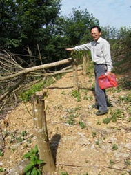 澄邁10農戶7730株林木遭 毒手