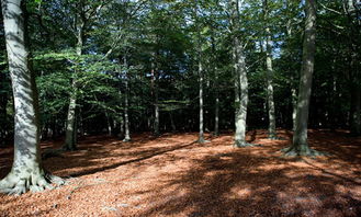 浙江 實(shí)施 一村萬(wàn)樹(shù) 三年植綠行動(dòng),全省將建1000多個(gè)示范村