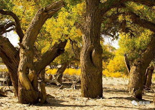 開(kāi)展林木轉(zhuǎn)基因工程活動(dòng)審批管理辦法 3月1日施行