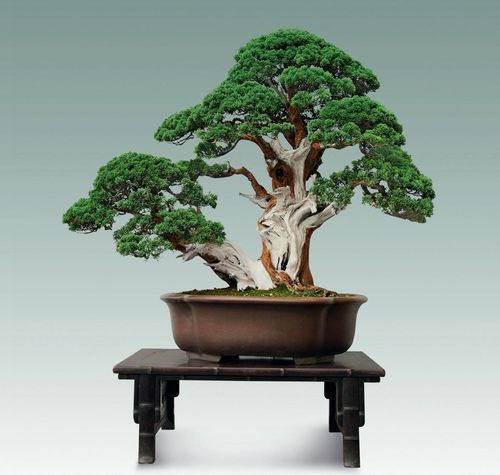 氣勢(shì)磅礴神韻蒼郁風(fēng)骨巍然的側(cè)柏盆景