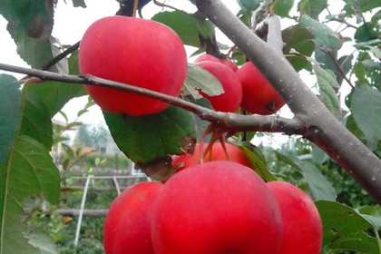 郯城林木產品信息_找信息上郯城百業網林木頻道