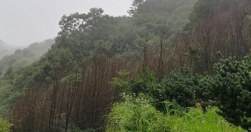 預(yù)警 一種新的毀滅性林木害蟲(chóng)在溫州多地暴發(fā)