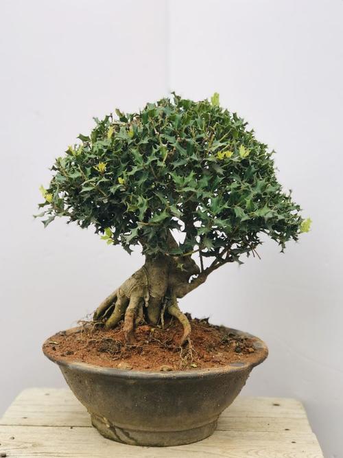 枸骨盆景 貓兒刺枸骨盆栽 桌面綠植 耐寒實(shí)物 淺灰色 帶盆栽好【圖片