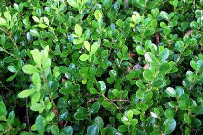 唐縣林木產(chǎn)品信息_找信息上唐縣百業(yè)網(wǎng)林木頻道