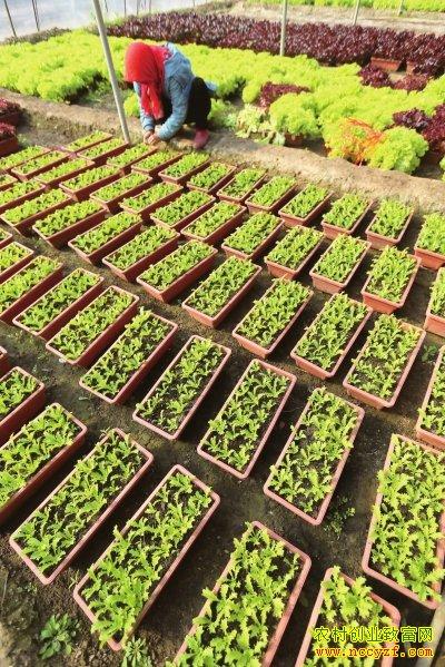 盆栽蔬菜賺錢嗎:盆栽蔬菜迎銷售旺季