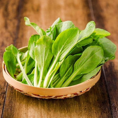 雞毛菜生命力旺盛,陽臺找個地方種一筐,生長快吃起來真新鮮