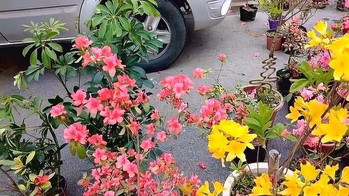 山東農(nóng)村花卉市場,各種精美盆景盆栽,只要幾十塊錢一棵