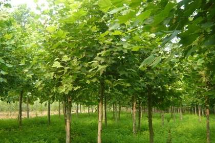 鄒城林木產(chǎn)品信息_找信息上鄒城百業(yè)網(wǎng)林木頻道