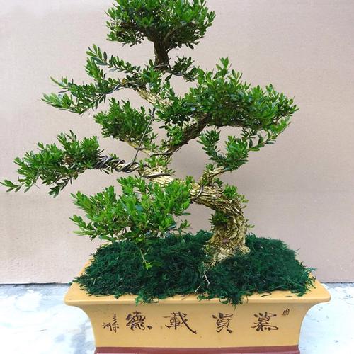 珍珠黃楊盆景老樁