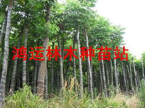 江西九江欒樹 大葉女貞 杜英.無(wú)患子,楊梅,楓香,紫薇,重陽(yáng)木,馬褂木,深山含笑,樸樹 江西九江鴻運(yùn)林木種苗站商鋪公司簡(jiǎn)介