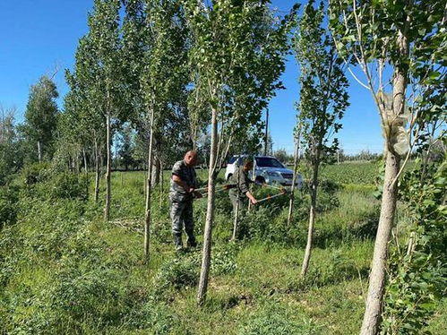 一八六團為林木修枝 打扮 促其挺拔俊俏