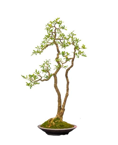 走進(jìn)盆景世界,領(lǐng)略盆景的魅力所在