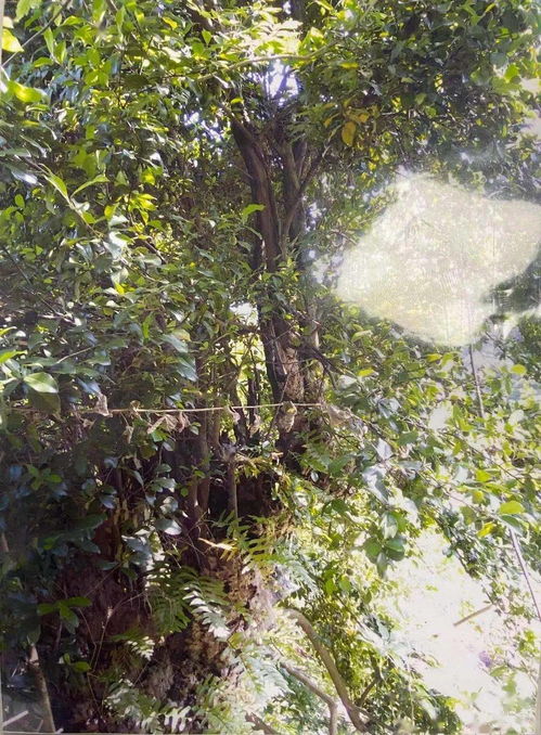 習(xí)水公安擒獲盜竊團(tuán)伙,涉案金額高達(dá)7萬(wàn)余元