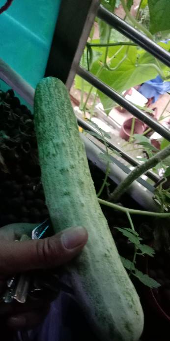 魚菜系統無土栽培班我愛菜園網 國內最大最專業的陽臺種菜學院 Powered by Discuz