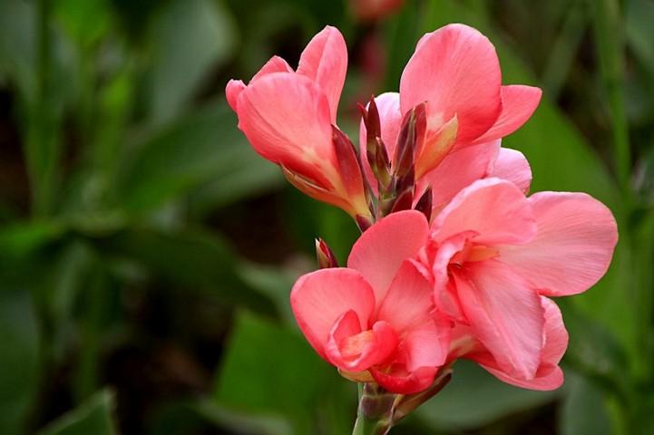 唯美花卉高清美人蕉花特寫圖片分享