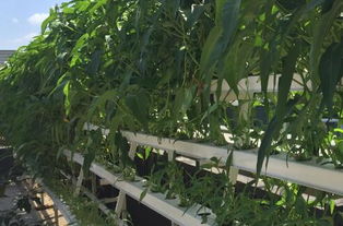 無土栽培蔬菜 土流網