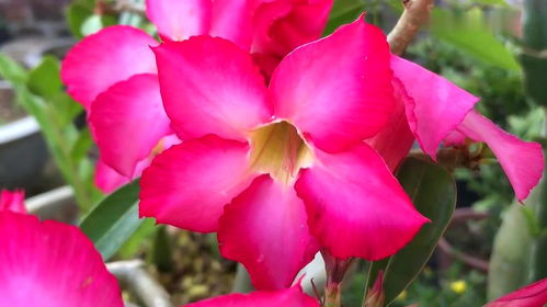 家庭養(yǎng)殖花卉的一種簡單有效的自制營養(yǎng)液,學(xué)會一年能省不少錢