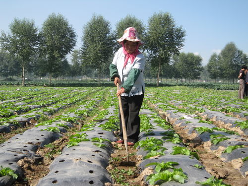 魯沙爾網圍欄 圍欄網廠家