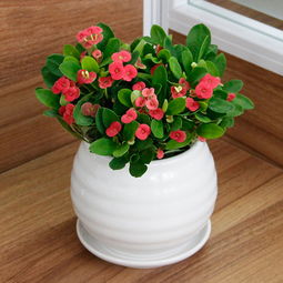 優(yōu)惠券 十大品牌排行榜 哪個牌子好 淘寶商城 天貓商城精選 京東商城 拼多多商城