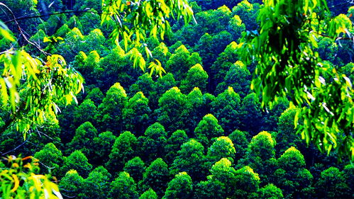 誰(shuí),把廣西推上木材產(chǎn)量第一的寶座