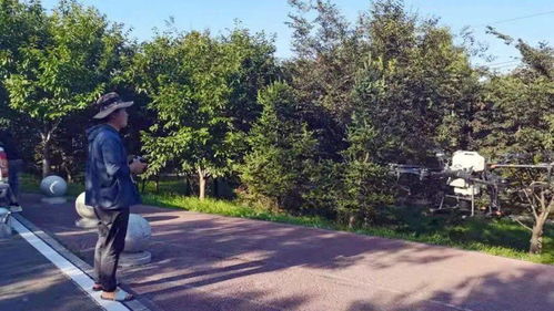 加大林木病蟲(chóng)害防治 打造安全優(yōu)美城市環(huán)境