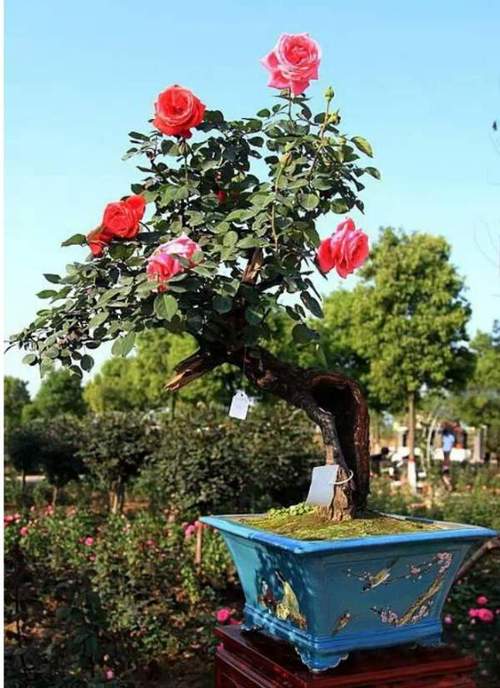 月季盆景月季盆景圖片月季盆景價(jià)格