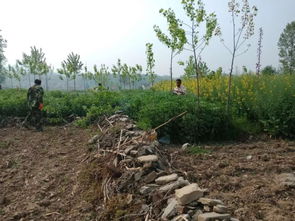 鳩占鵲巢 占耕地的林木 請(qǐng)走開(kāi)