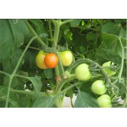 廣東冷凍蔬菜批發 冷凍蔬菜供應 冷凍蔬菜廠家 網絡114